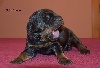  - Puppies from Heroine and A´Yago are available