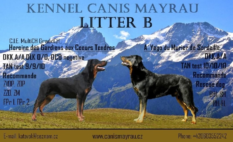 Canis Mayrau - Berger de Beauce - Portée née le 23/01/2016