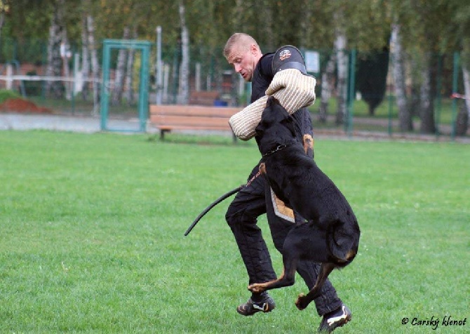 Canis Mayrau - Choisi z Husovy tvrze - IPO 1