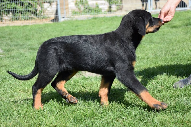 Canis Mayrau - Male available - 14  weeks old