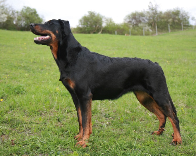 Canis Mayrau - Heroine - Exc.1, CACA, CACIB, BOB