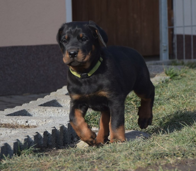 Canis Mayrau - Puppies available