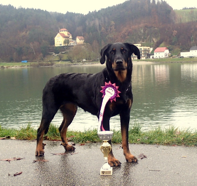 Canis Mayrau - Polish champion - Heroine 