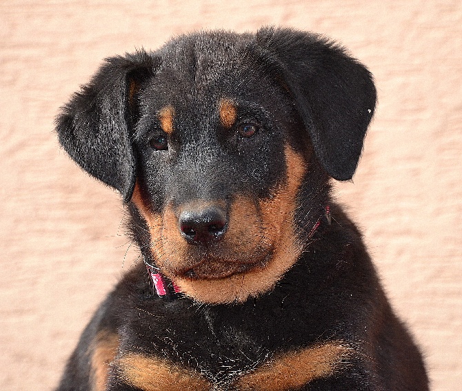 Canis Mayrau - Female available