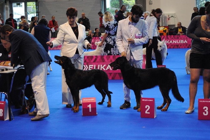 Canis Mayrau - EDS 2014 Brno (CZ) Exc.1, CAC, RCACIB