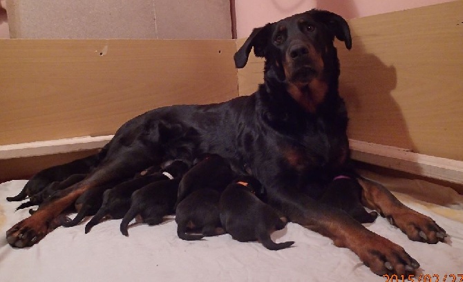 Canis Mayrau - Puppies are 7 day old.