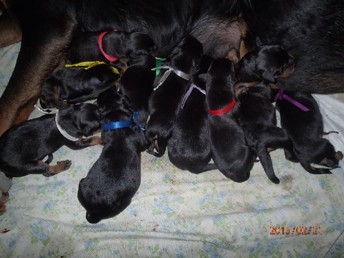 Canis Mayrau - We have puppies