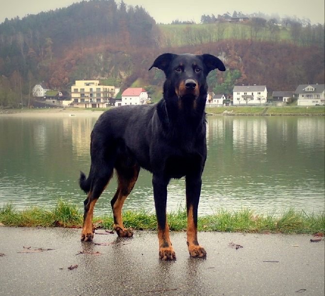 Canis Mayrau - Polish champion - Choisi