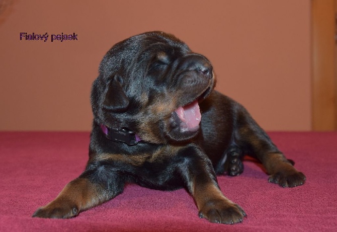 Canis Mayrau - Puppies from Heroine and A´Yago are available