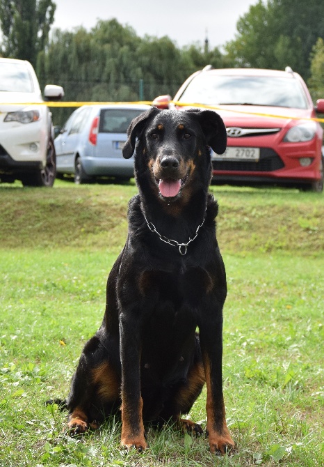 Canis Mayrau - Heroine won the title C.I.E.