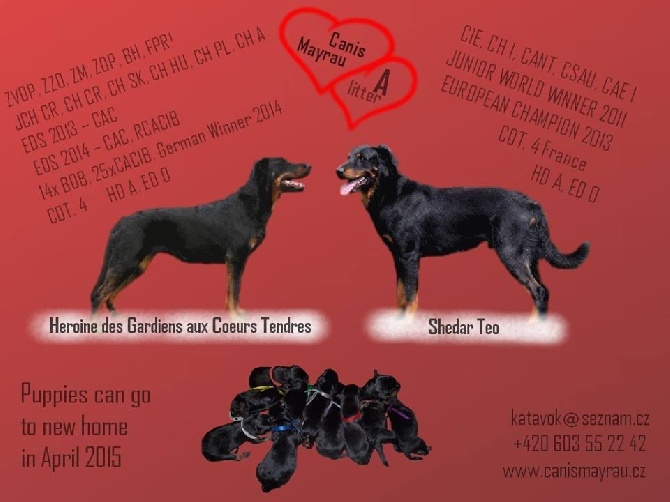 Canis Mayrau - Puppies - Heroine x Shedar Teo