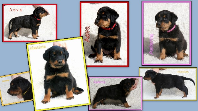 Canis Mayrau - Females available