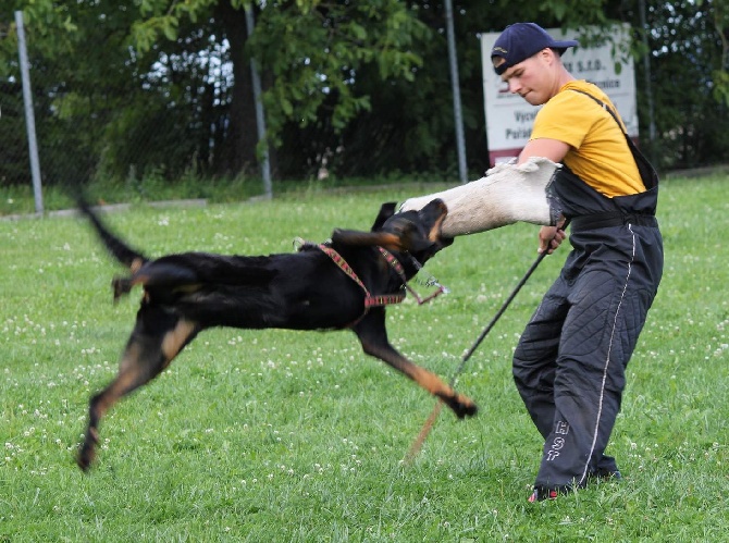 Canis Mayrau - Heroine passed exam ZM - Czech champion