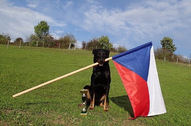 Canis Mayrau - World championship 2014 - 3th.place at IPO 1