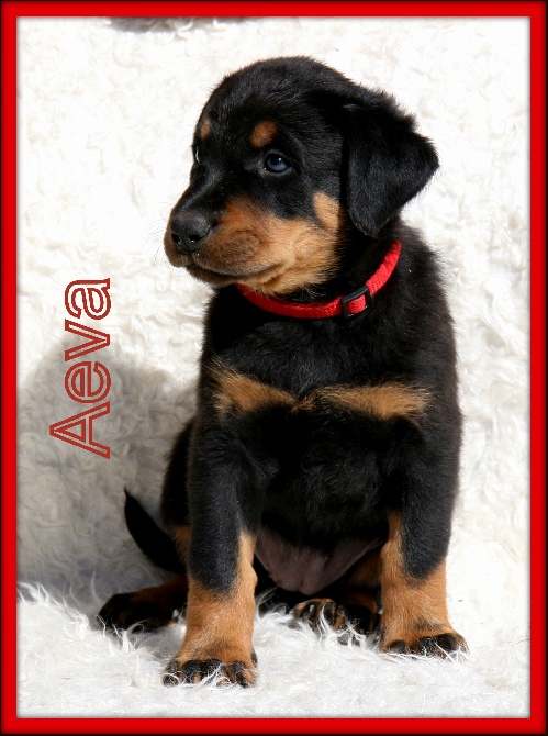 Canis Mayrau - Female available 