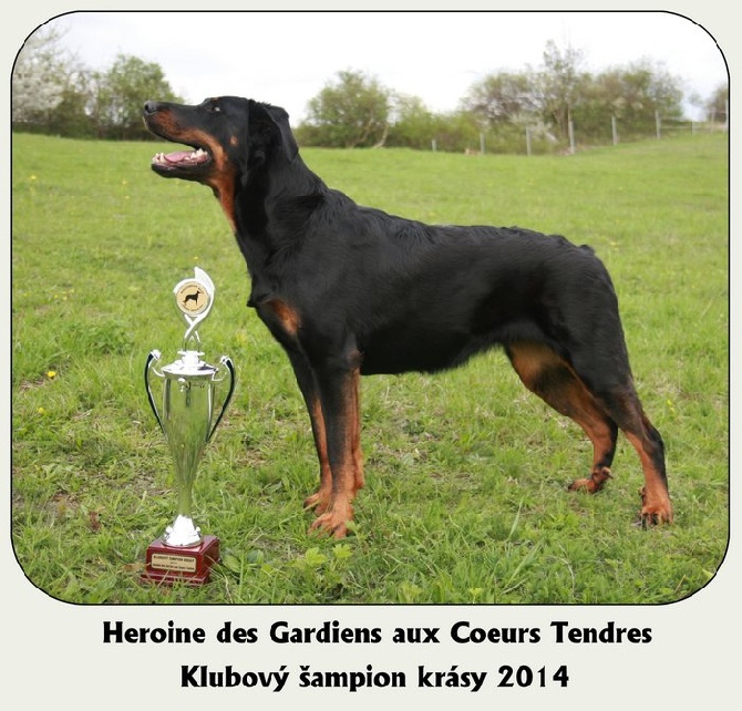 Canis Mayrau - Club champion of beauty 2014