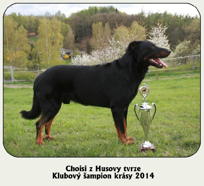 Canis Mayrau - Club champion of beauty 2014