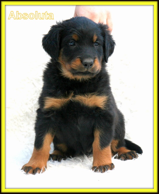 Canis Mayrau - Puppies available