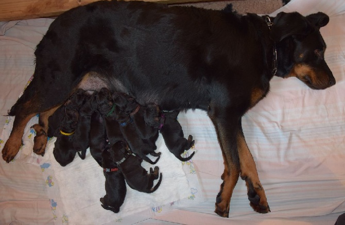 Canis Mayrau - we have puppies