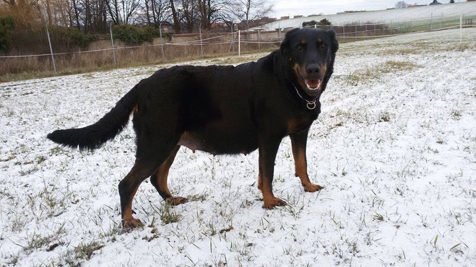 Canis Mayrau - Heroine is 52 days pregnant.